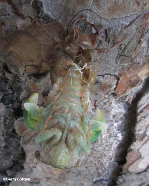 Cicada emerging from its nymphal case