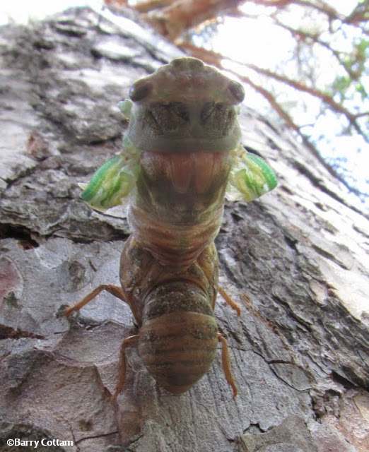 Cicada emerging from its nymphal case