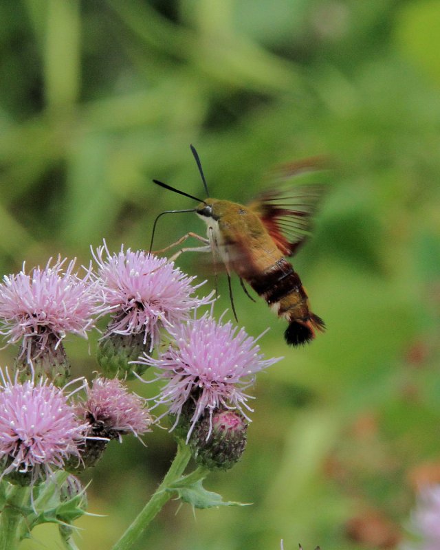 Hummingbird moth (Hemaris thysbe)