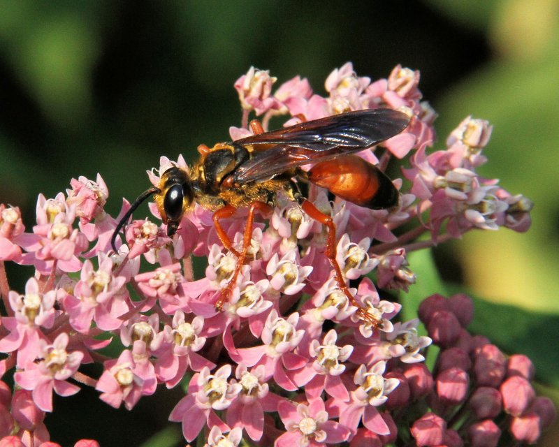 Great Golden Digger Wasp (Sphex ichneumoneus)