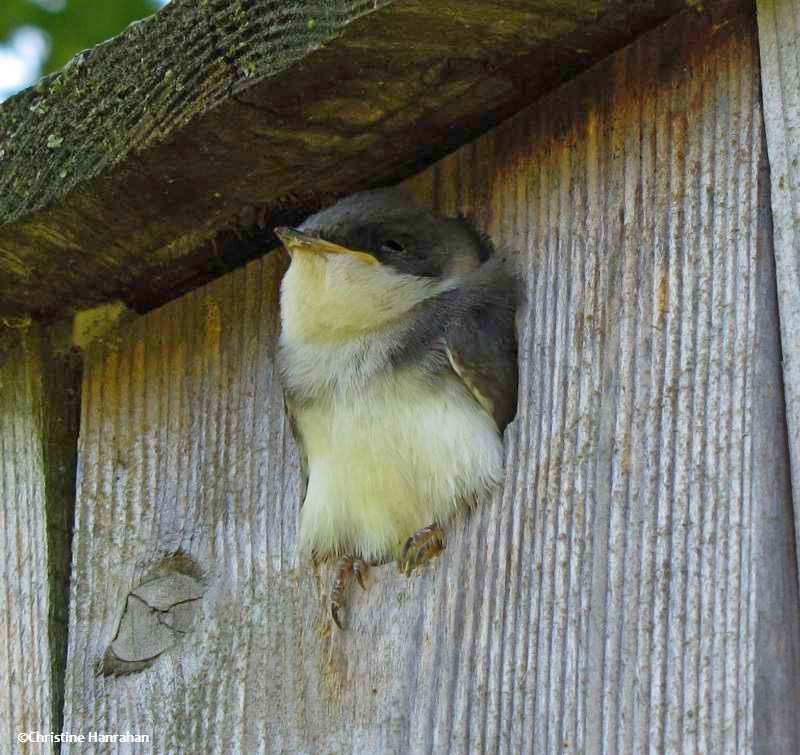 Tree swallow, juvenile