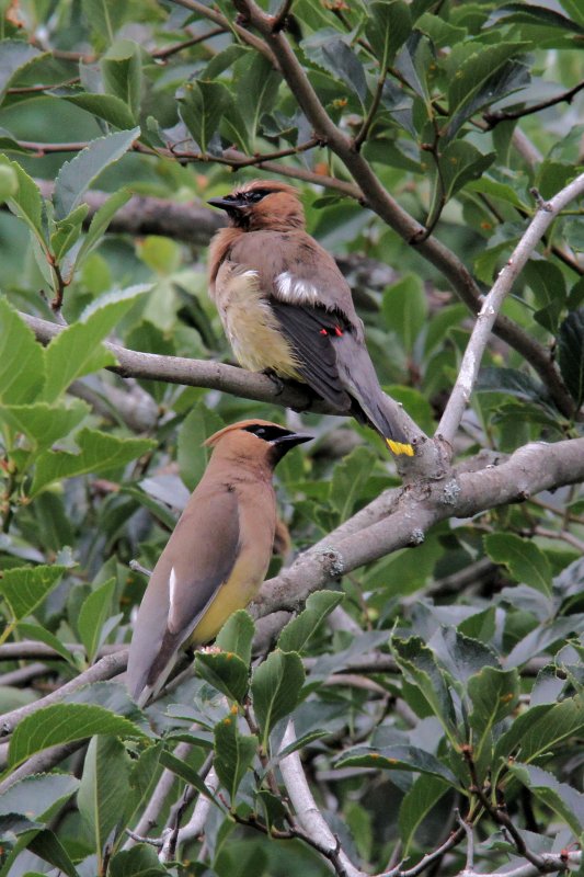 Cedar Waxwings