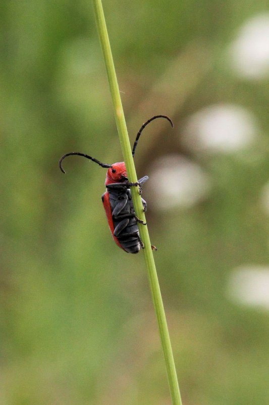 Milkweed beetle  (<em>Tetraopes tetrophthalmus</em>)