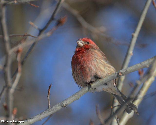 House Finch, male
