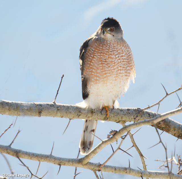 Sharp-shinned Hawk