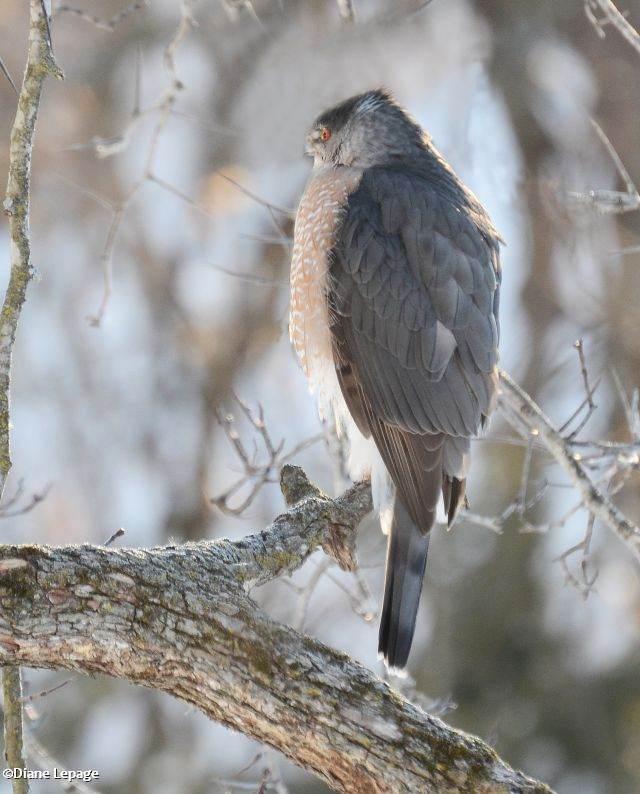 Sharp-Shinned Hawk