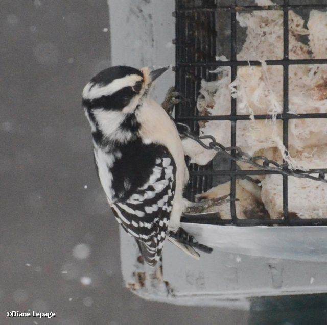 Downy Woodpecker, female