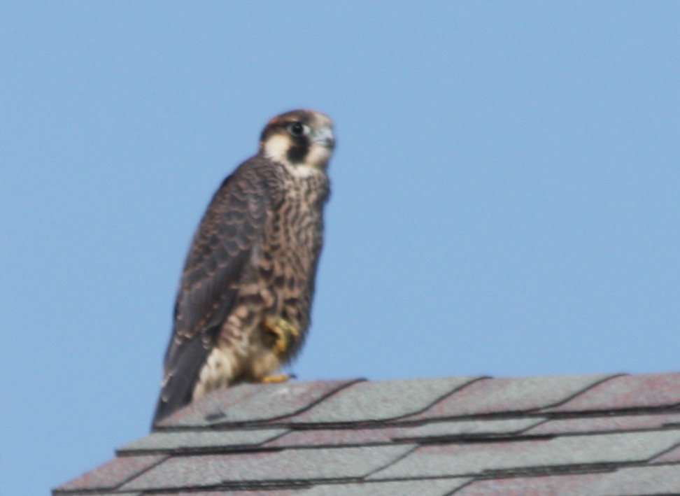 Peregrine Falcon juv.- Duxbury Beach MA  10-04-2009