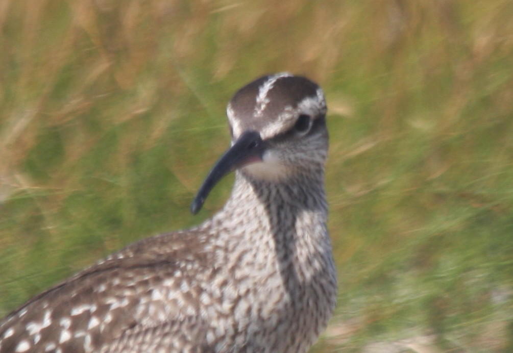 Whimbrel - juv. - Duxbury Beach, MA   08-21-2010
