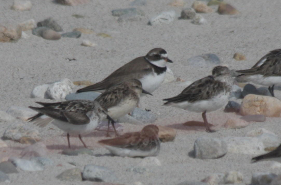Semipalmated Sandpiper - beige coloration - Duxbury Beach 08-21-2010