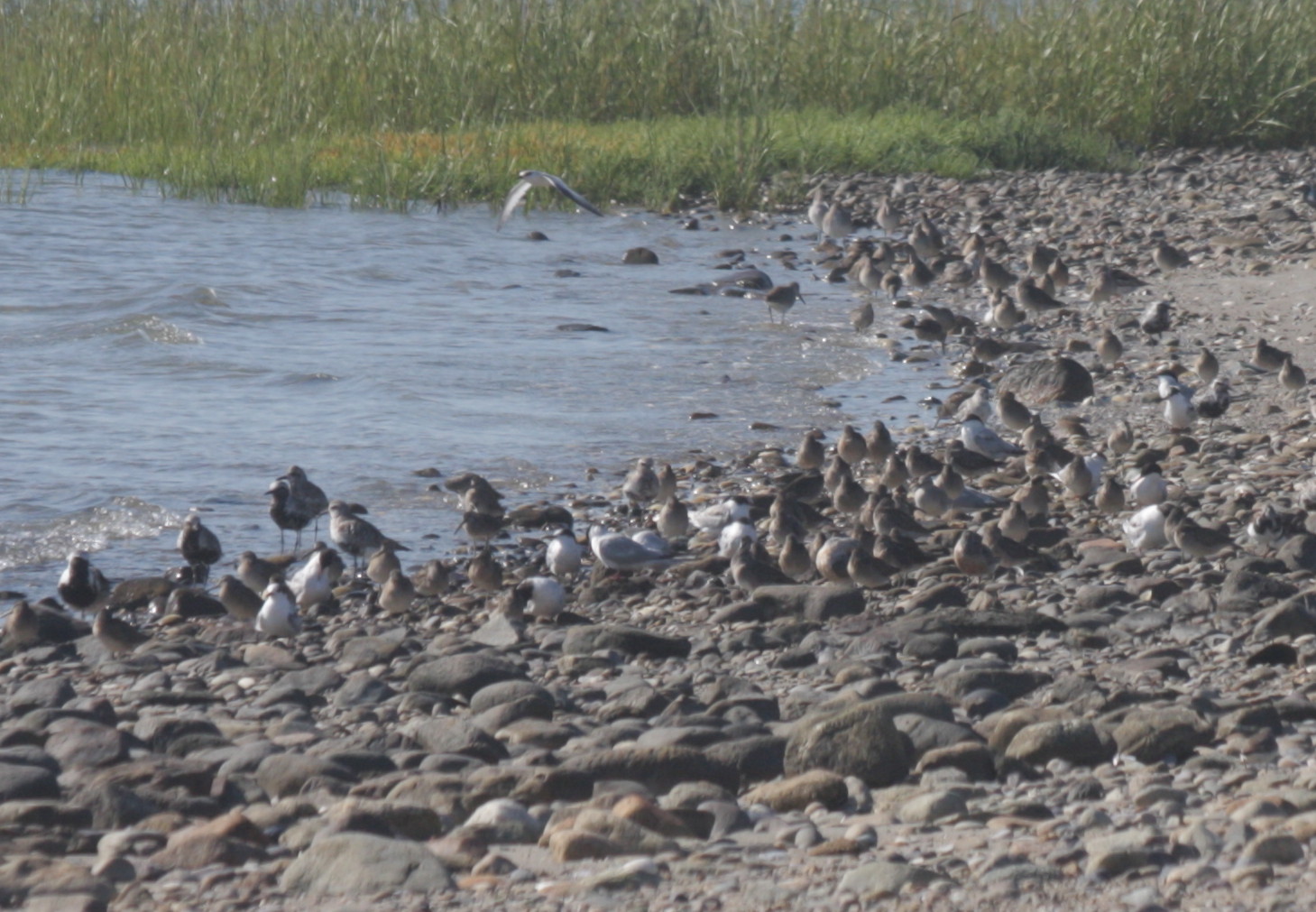 Terns & shorebirds incl Knots in cove s. of High Pines - 08-28-2010