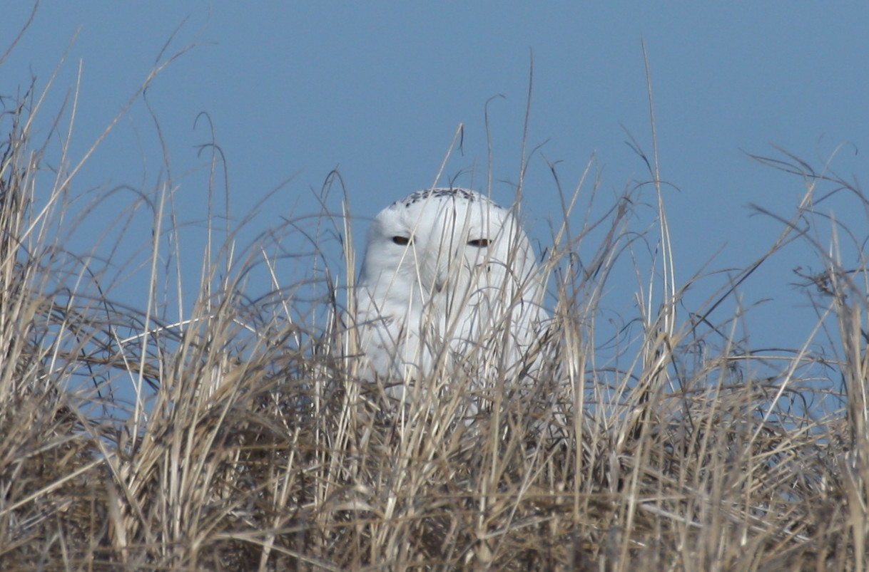 Snowy Owl - Duxbury Beach, MA - Mar. 7, 2012 -  Bird #3  [3 of 3]