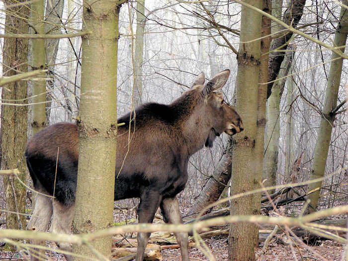 Moose