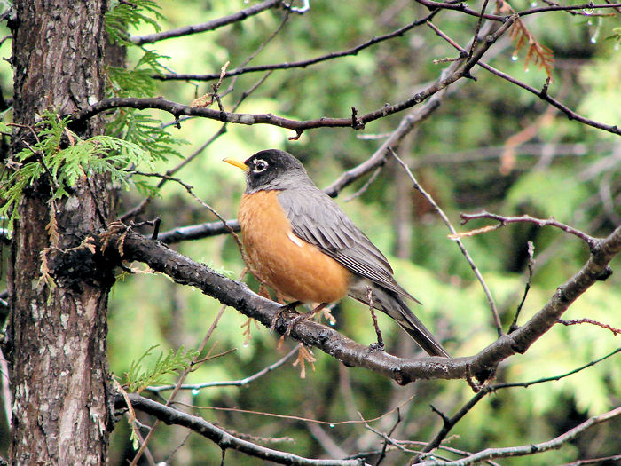American Robin
