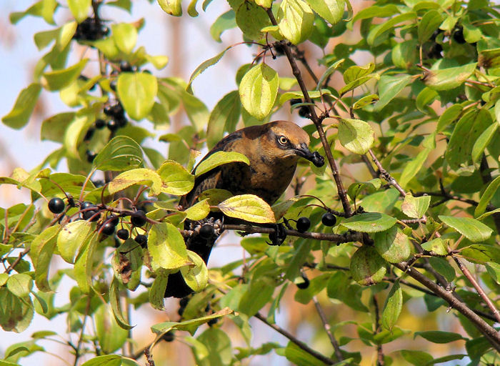 Rusty Blackbird