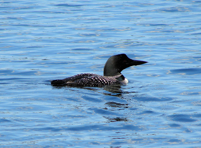 Common Loon