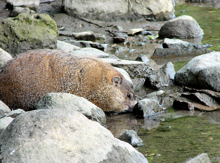 Groundhog getting a drink