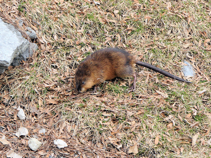 Muskrat out of water