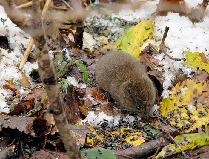 Vole