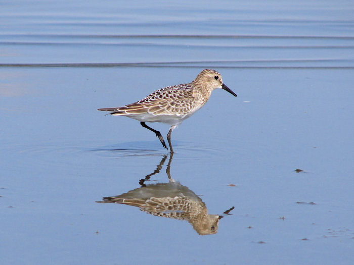 Bairds Sandpiper