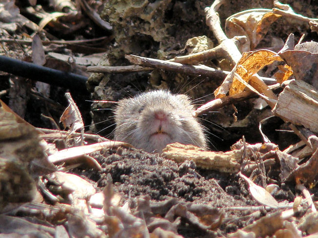 Meadow Vole