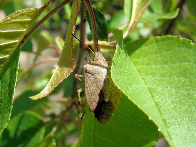 Stinkbug (Pentatomid sp.)