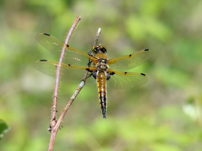 Four-spotted Skimmer (<i>Libellula quadrimaculata</i>)