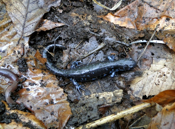 Blue Spotted Salamander (Ambystoma laterale)