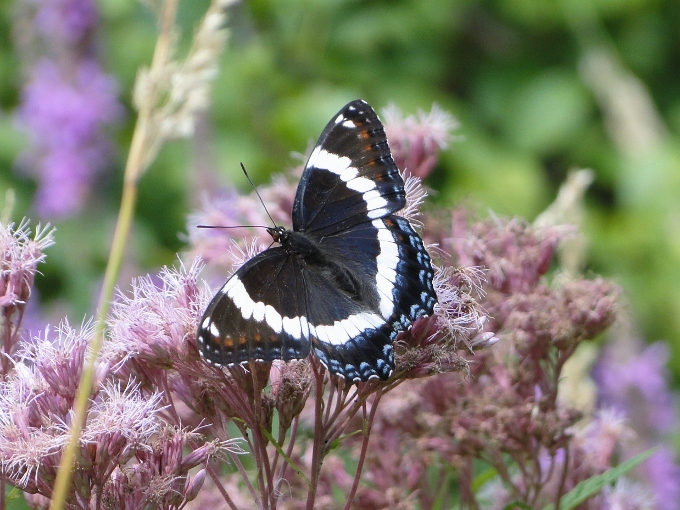 White Admiral (<i>Limenitis arthemis</i>)