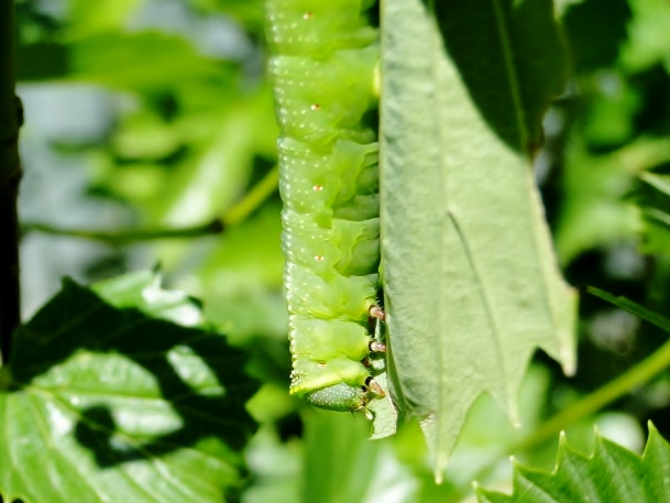 Hummingbird Clearwing moth caterpillar (<i>Hemaris thysbe</i>)