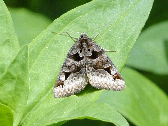 Toothed Somberwing (<i>Euclidia cuspidea</i>) <br>Hodges #8731