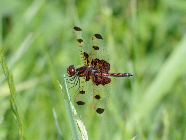 Calico Pennant (<i>Celithemis elisa</i>)