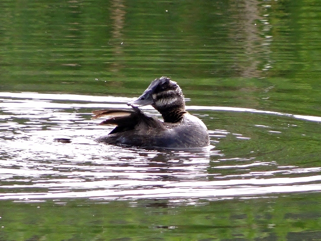 Ruddy Duck