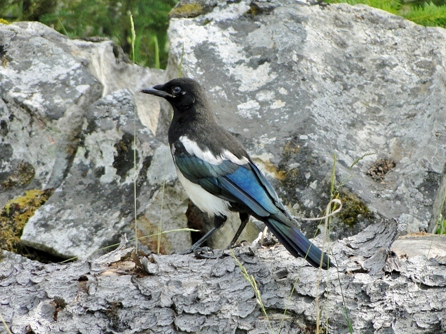 Black-billed Magpie