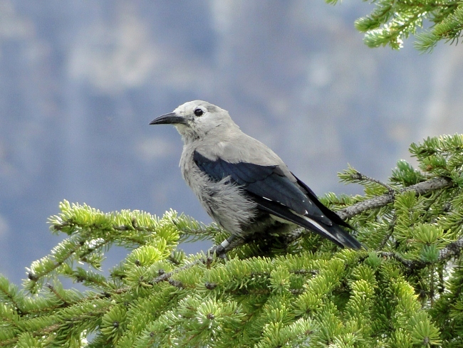 Clarks Nutcracker