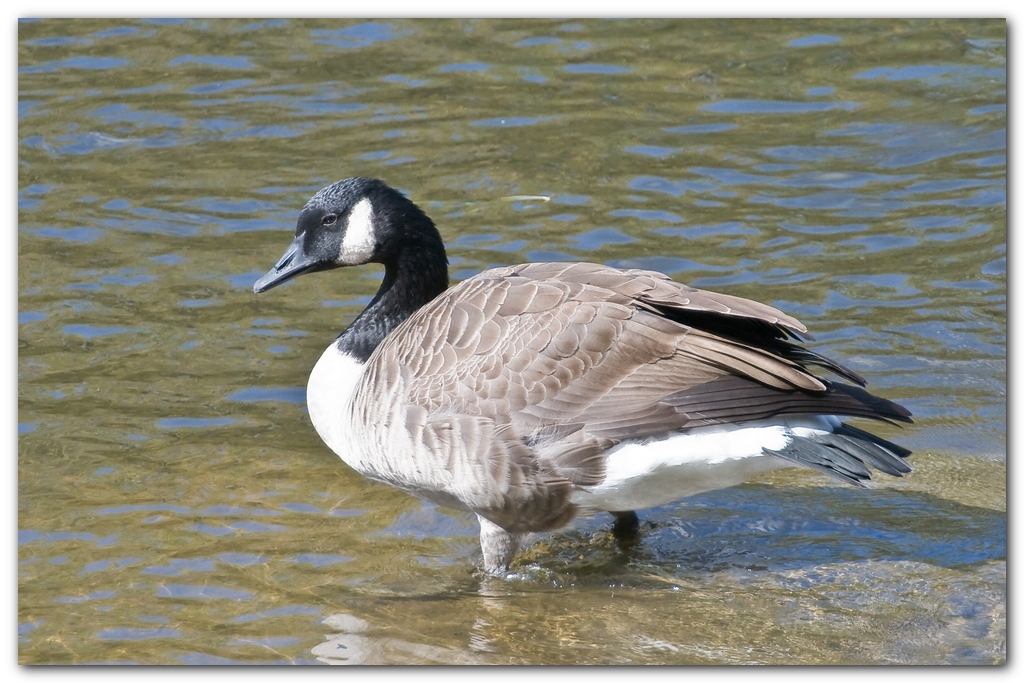 Canada Goose I