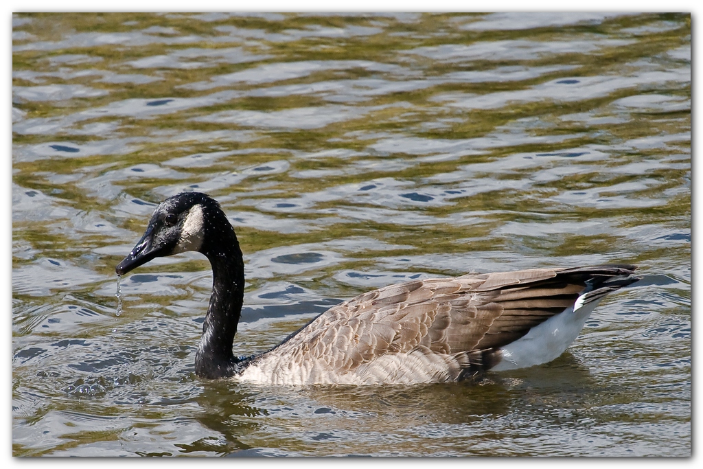 Canada Goose II