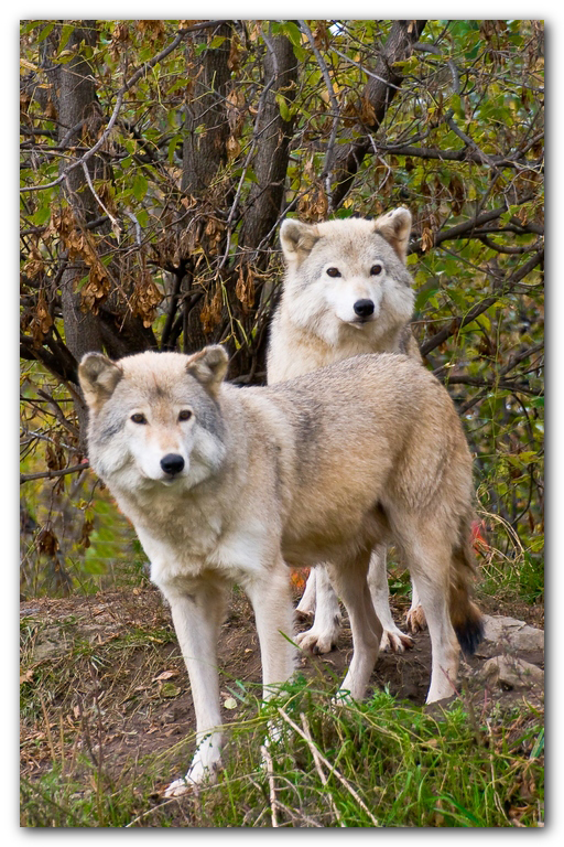 Two Wolves I