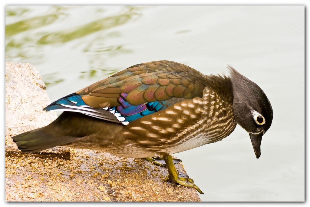 Wood Duck