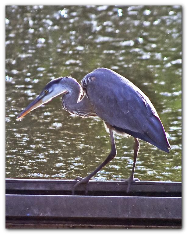 Blue Heron