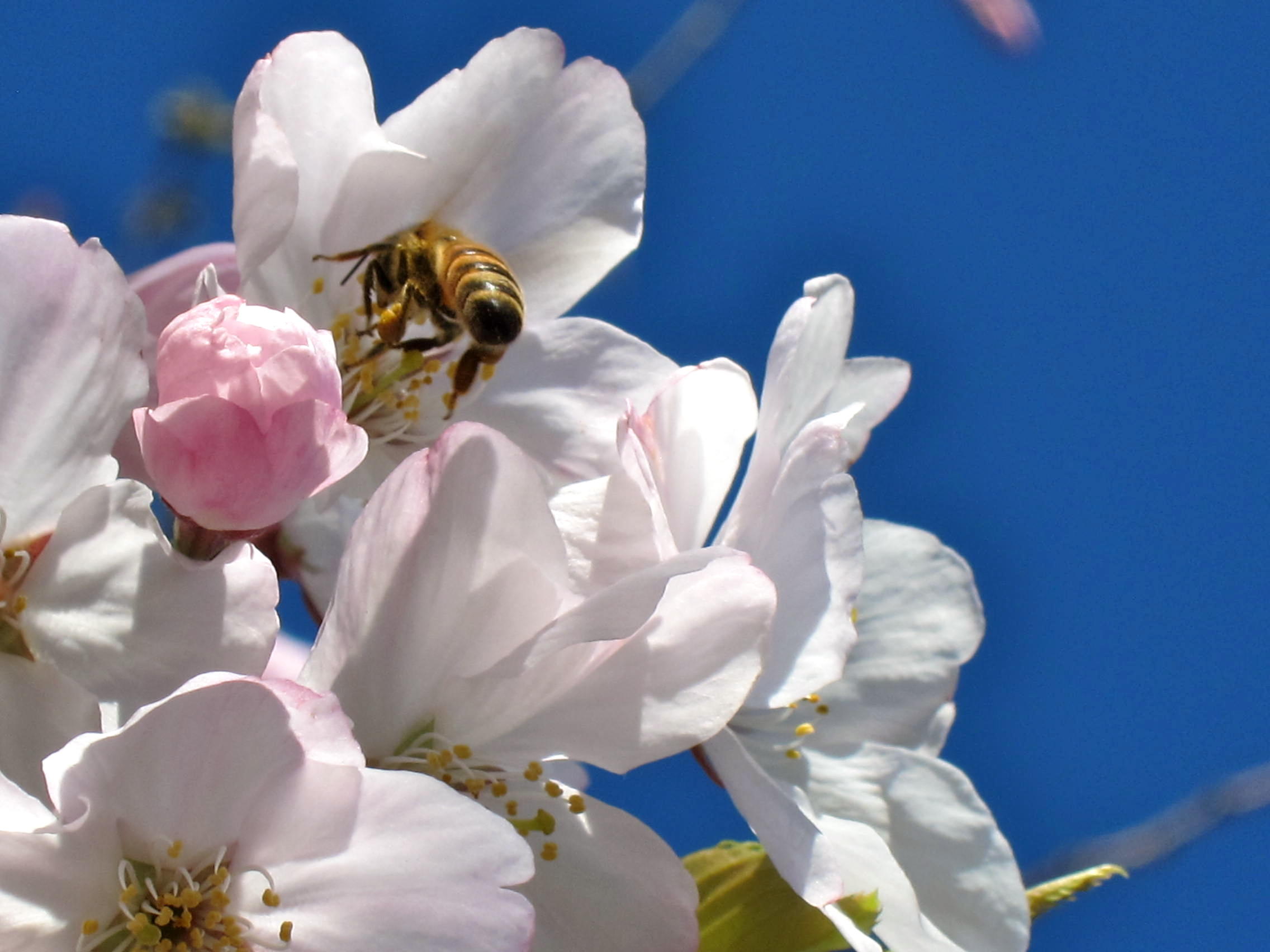Bee Closeup, San Francisco