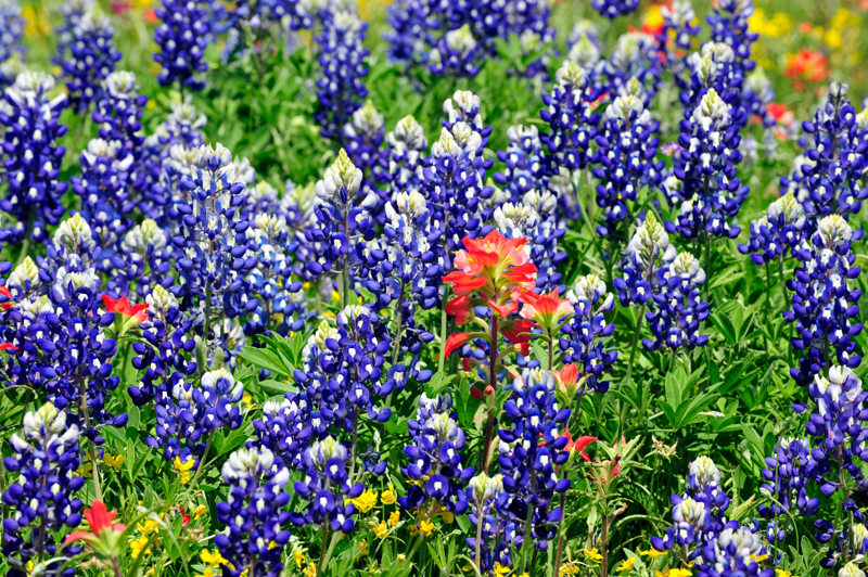 Hill Country Day 1 026 copy.jpg
