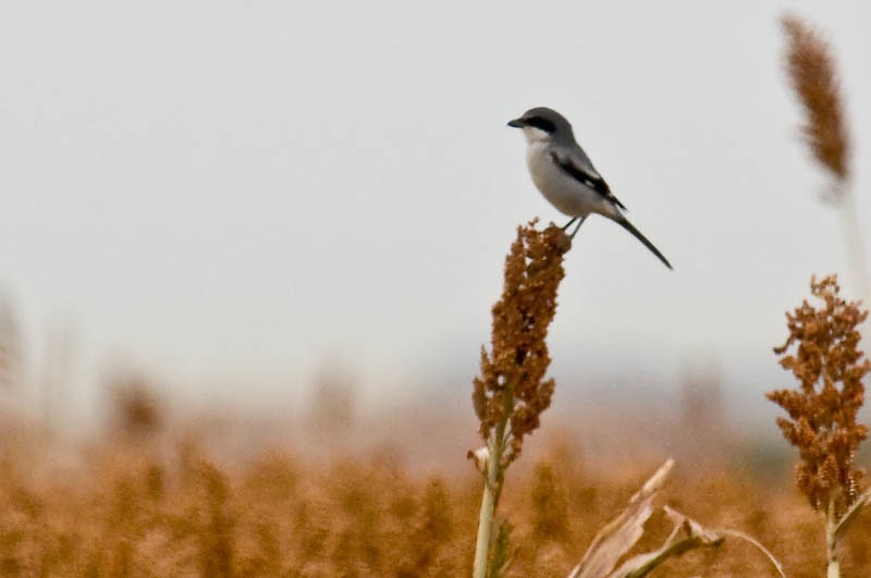 -> Loggerhead Shrike DSC_0031.jpg