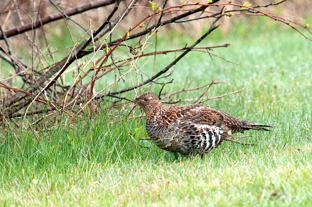 Ruffed Grouse, Brier DSC_3306-1.jpg