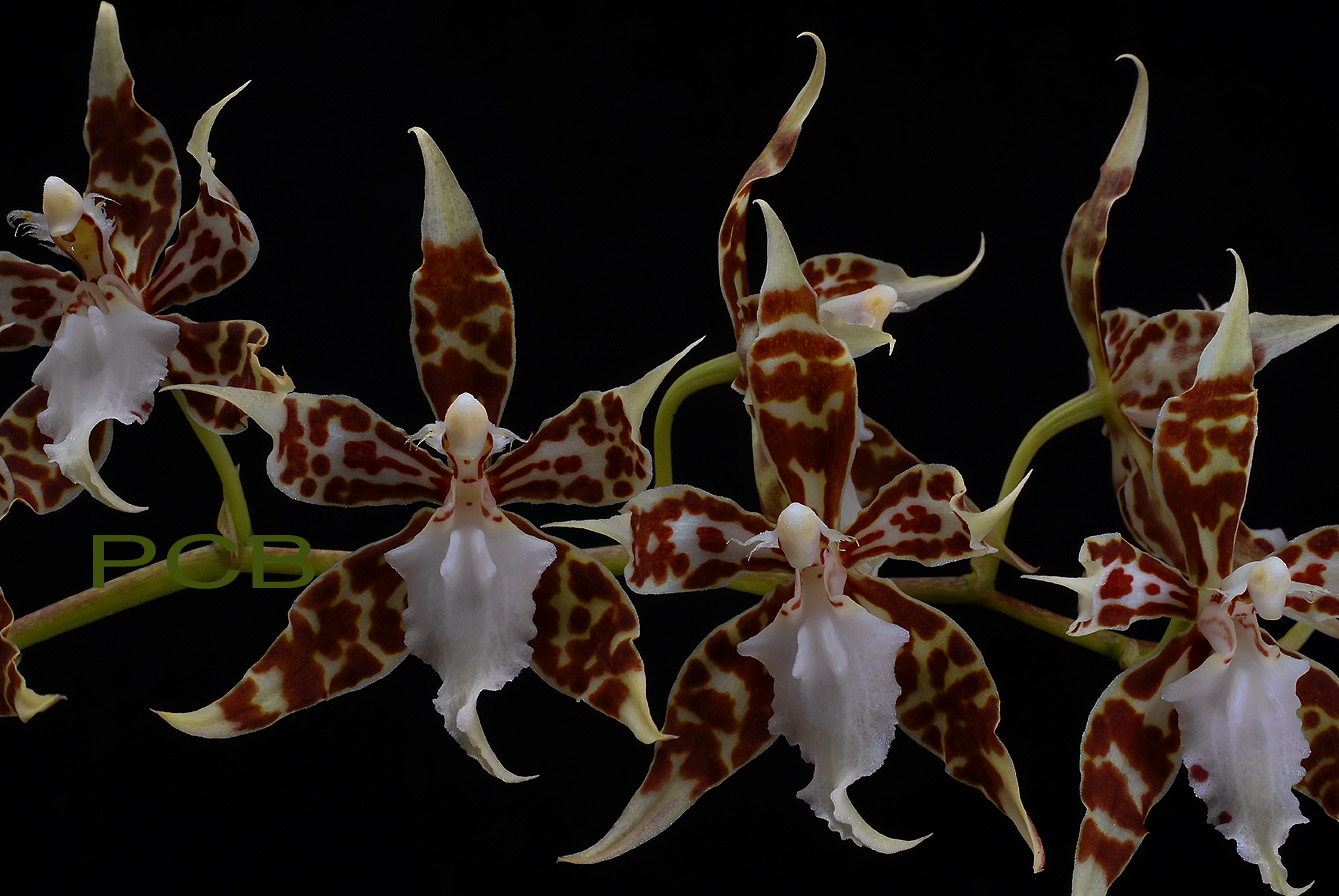 Odontoglossum croccidipterum ssp. dormanianum