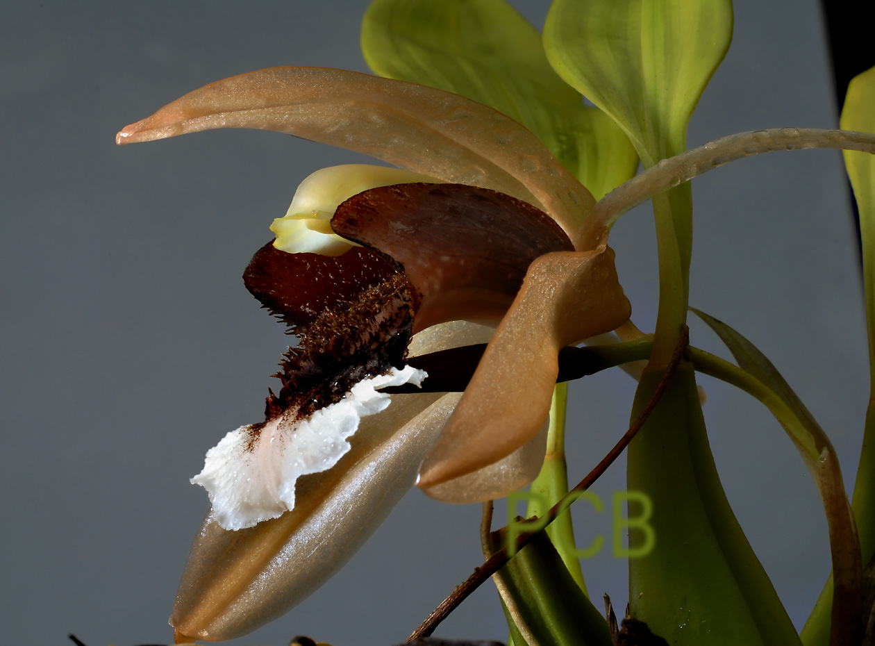 Coelogyne speciosa ssp. incarnata