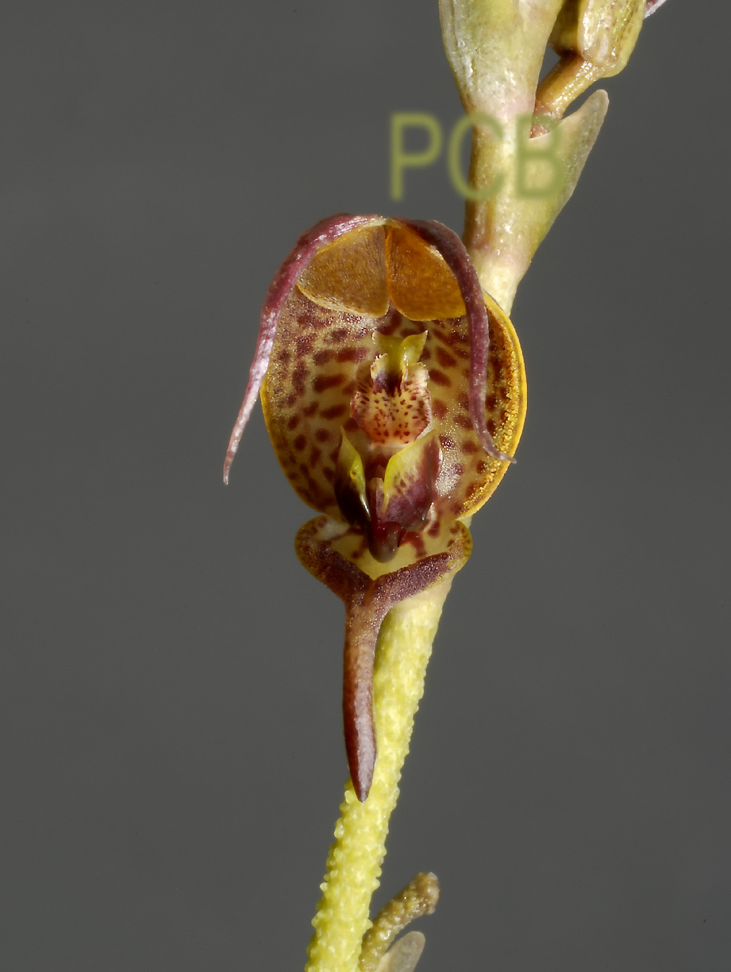 Scaphosepalum sp.