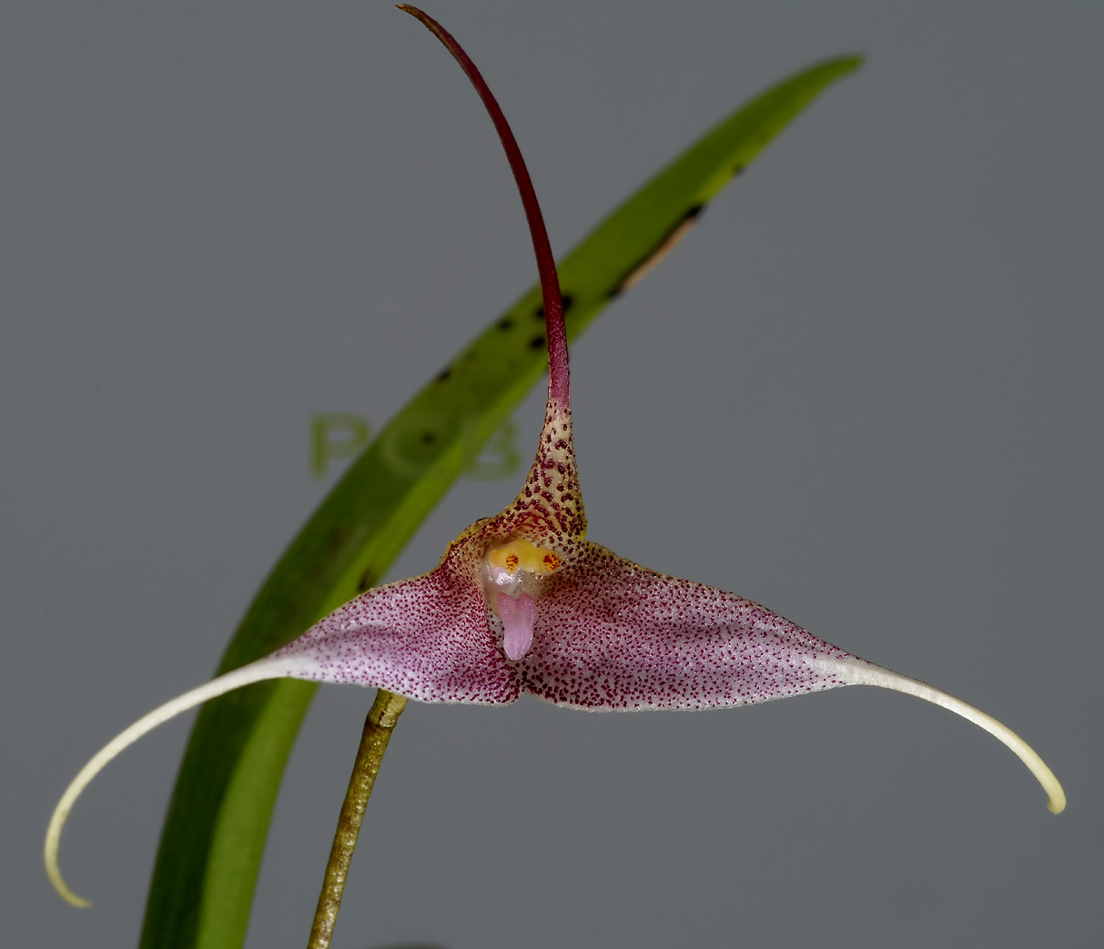 Dracula berthae