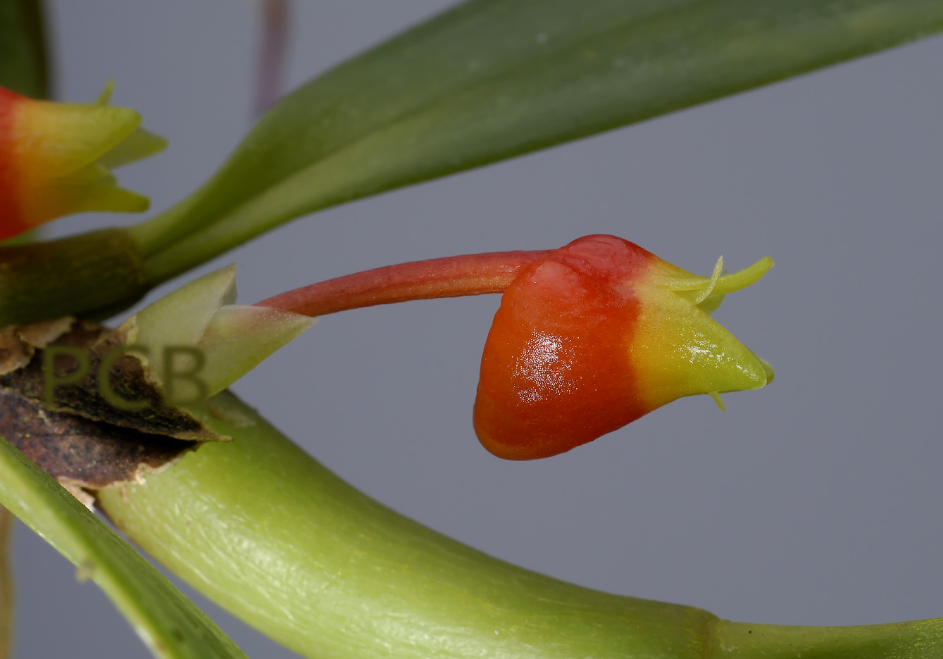 Mediocalcar sp.