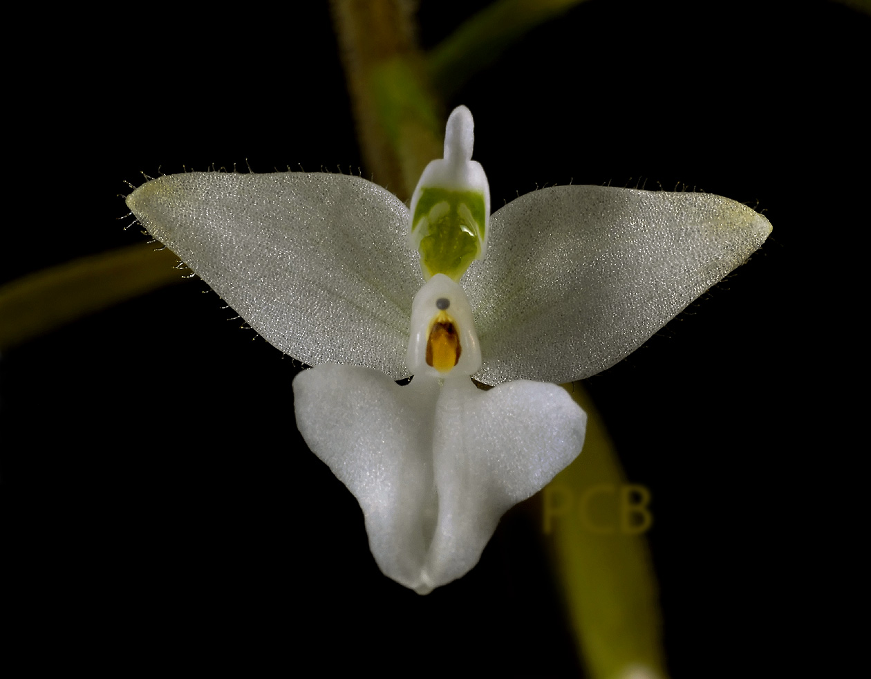 Ponthieva parvilabris, flower 12 mm